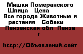 Мишки Померанского Шпица › Цена ­ 60 000 - Все города Животные и растения » Собаки   . Пензенская обл.,Пенза г.